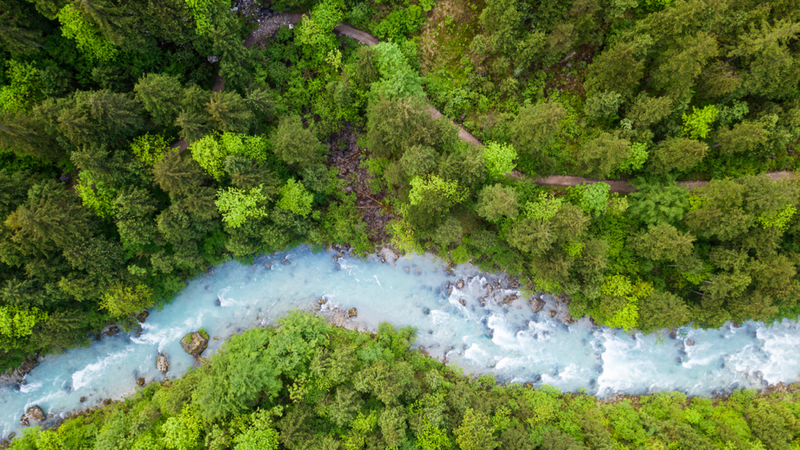 forest and river