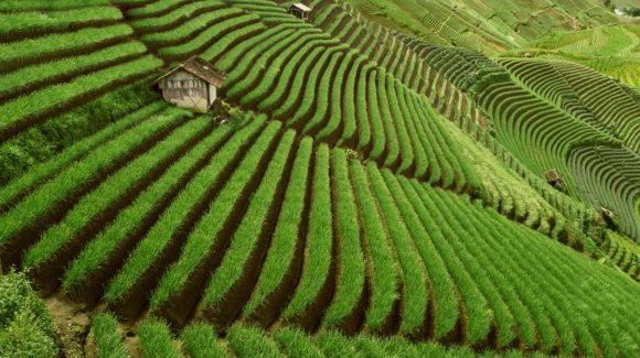Food, Agriculture, and Land Use